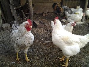 Цыпленок Геркулес