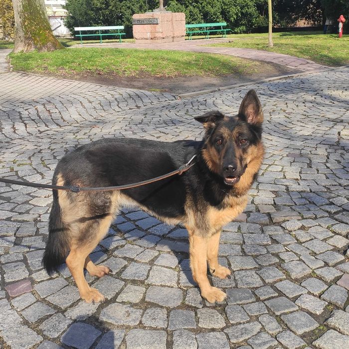 Owczarek niemiecki suczka Saba szuka domu