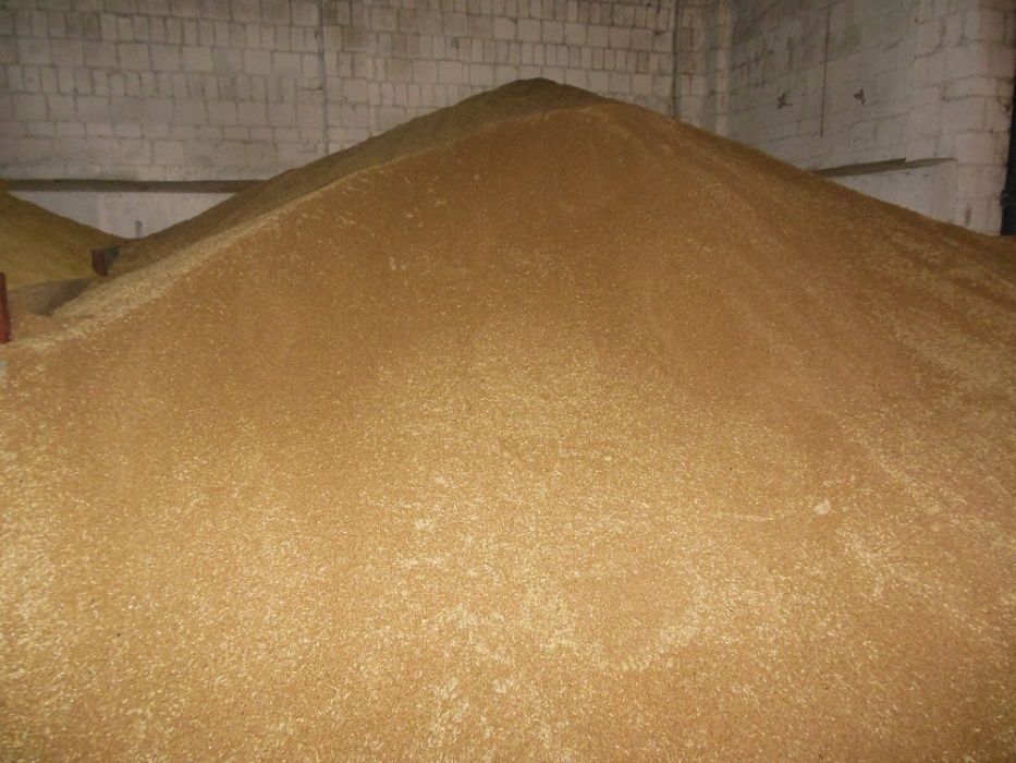 Pszenica ozima, jęczmień ozimy, zbiór 2025.