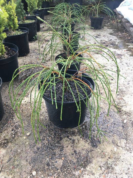 Thuja ( Plicata Whipcord)