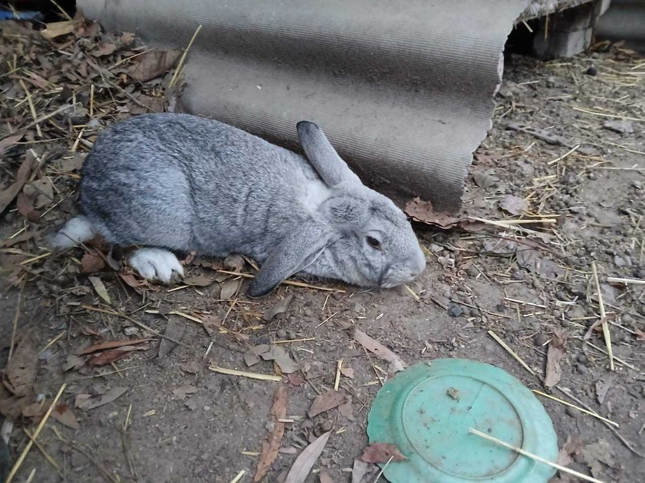 ..Продам  Кролів