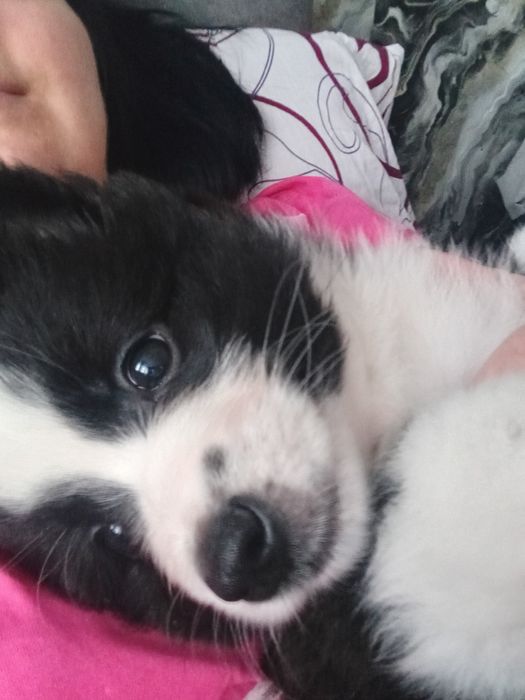 Бордер колли бесплатно