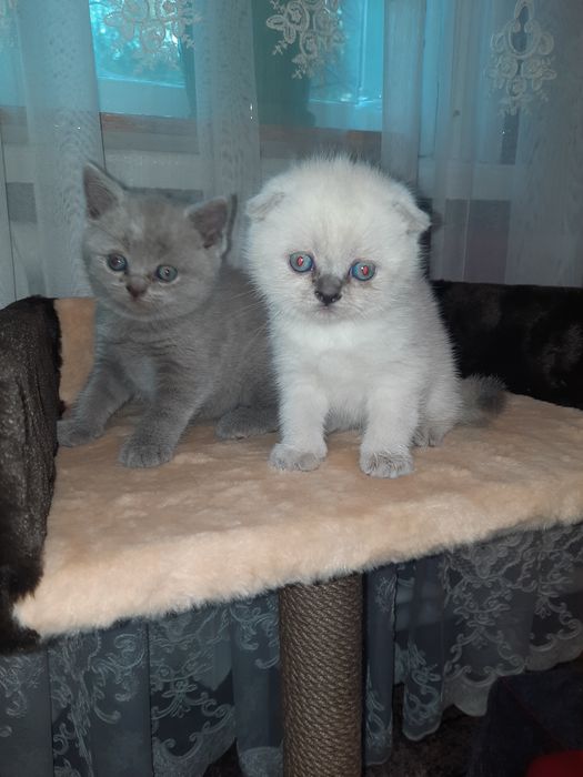 Хлопчик котик...