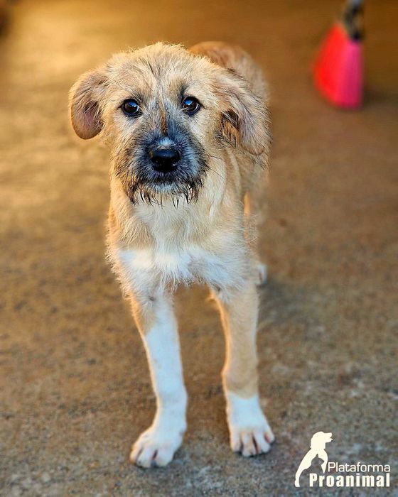 TUFINHA - Cadelinha bebe para adoção!
