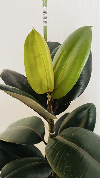 Фікус еластіка абіджан