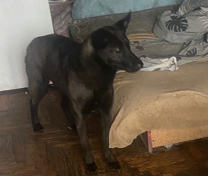 Ищем старых или новых хозяев щенку  метиса бельгийской овчарки