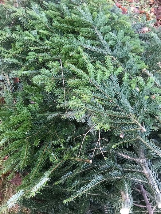 gałązki na stroiki, więce jodła kaukaska