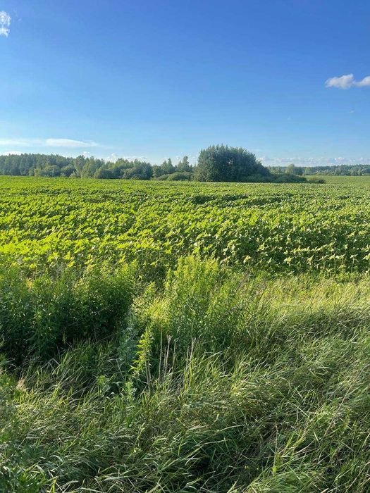 Фасад земля 6.6га строительство домов или теплицы Колонщина-Маковище