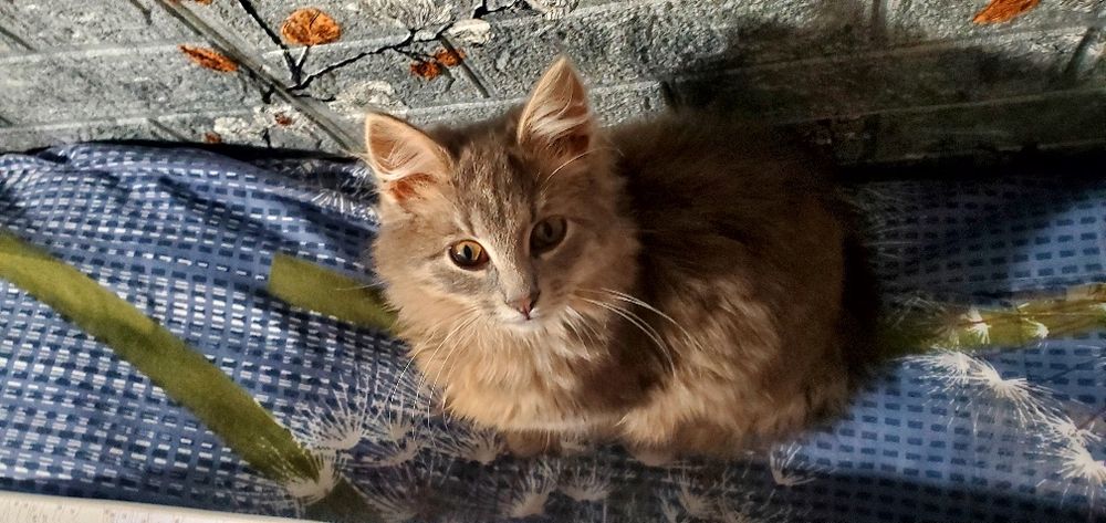 Киця шукає родину