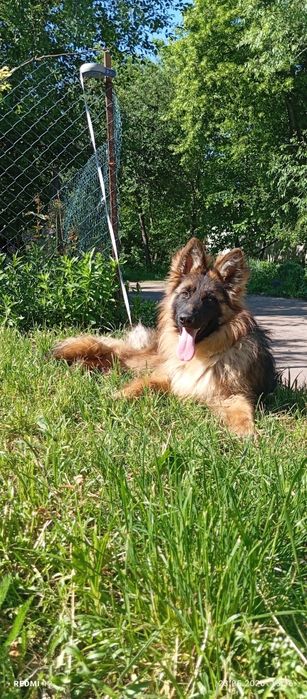 Шикарний німець КСУ