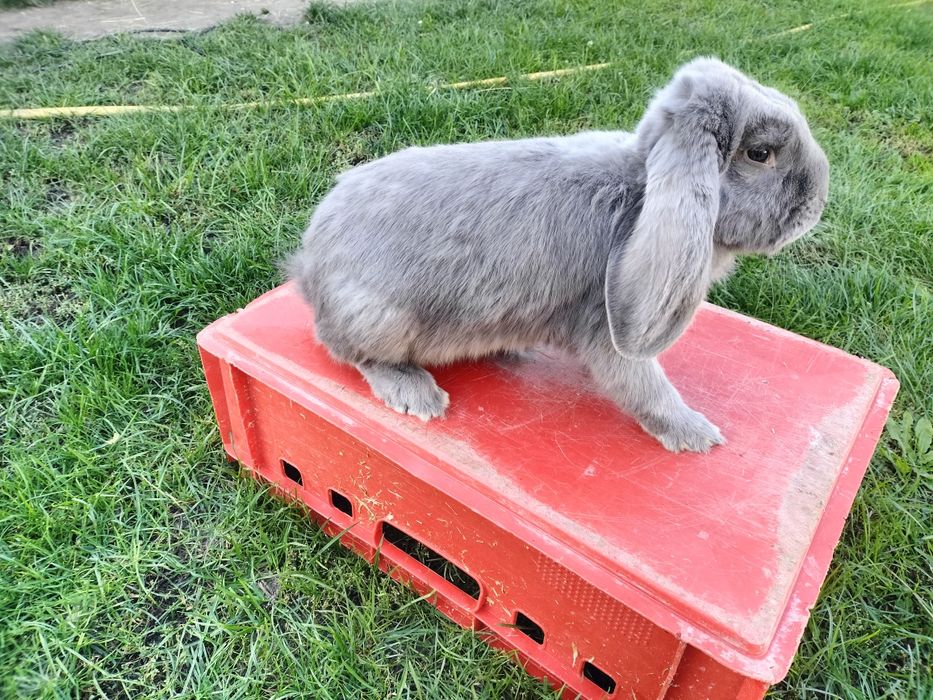 Króliki Baran Francuski Niebieski