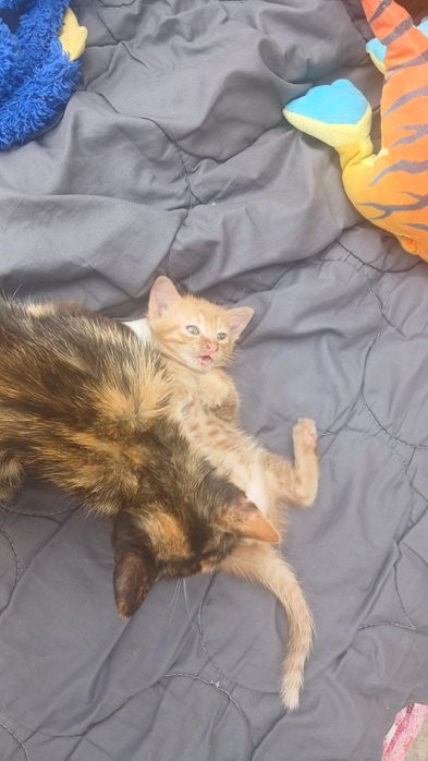 Отдам рыжего котёнка