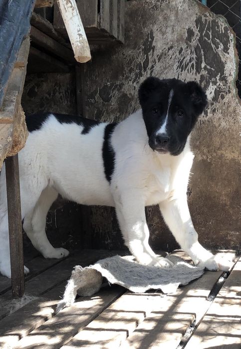 Среднеазиатская овчарка Алабай