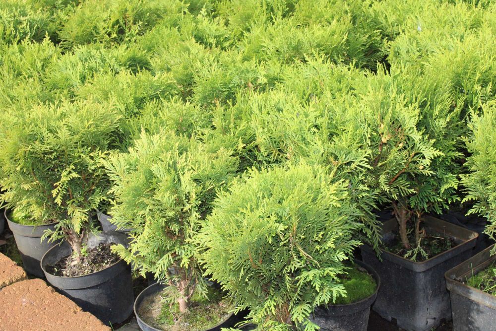 Tuja Danica / doniczka 2l