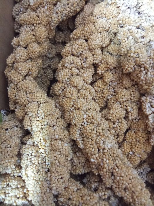 Milhos paincos e sementes africanas