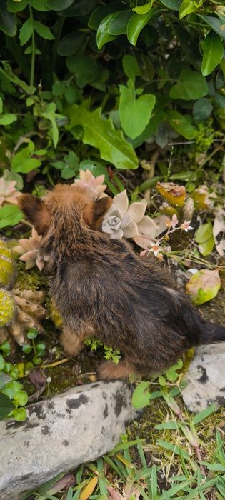 Yorkshire Terrier miniatura fêmea criado em ambiente familiar