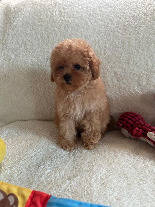 Невероятная девочка мальтипу небольшого размера