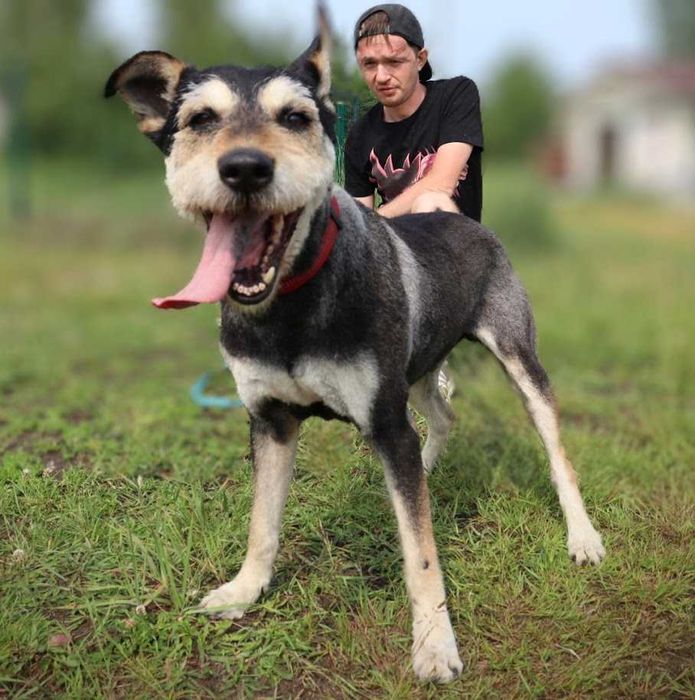 super pieseczek do adopcji