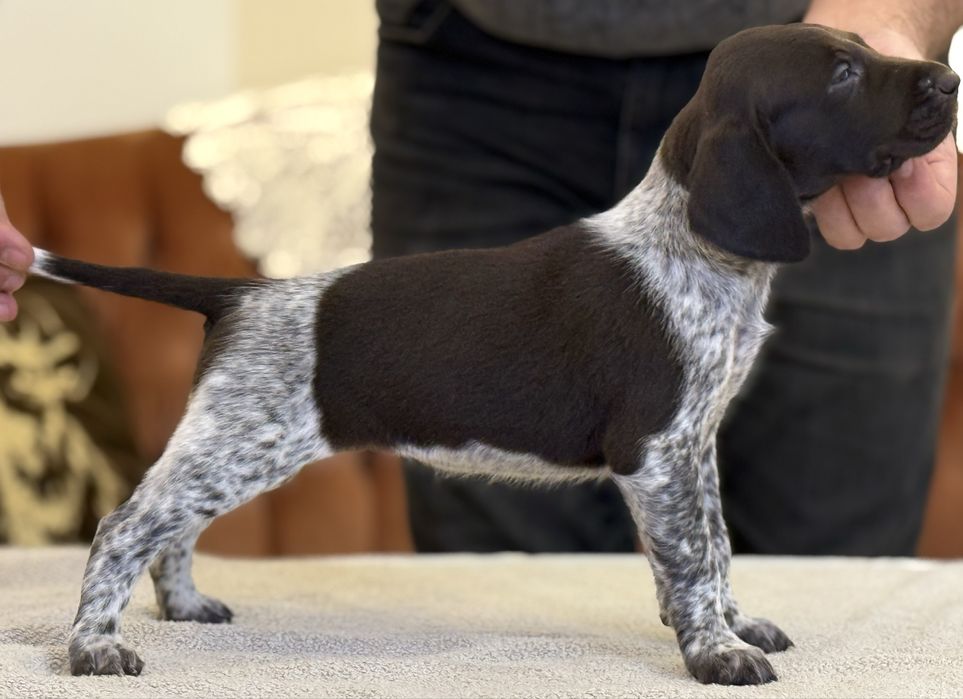 Wyżeł Niemiecki Krótkowłosy