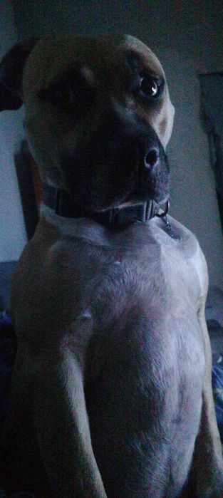 American Staffordshire
