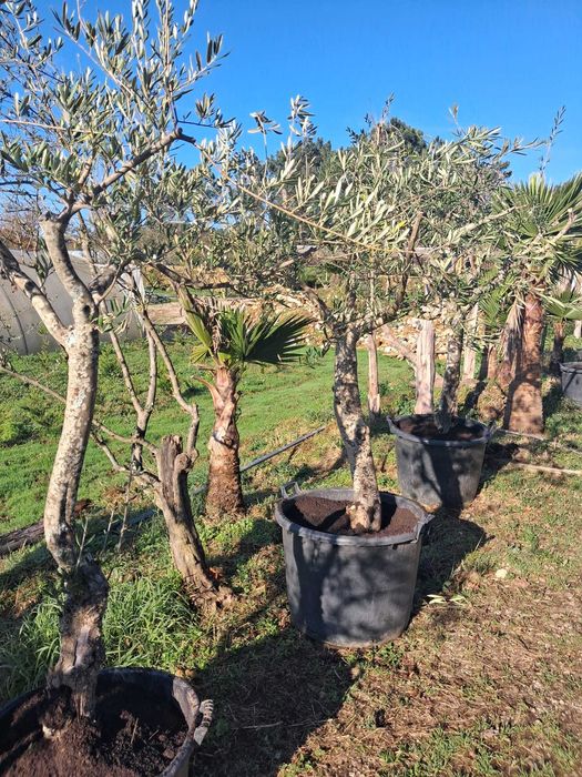 Oliveiras a Bom Preço