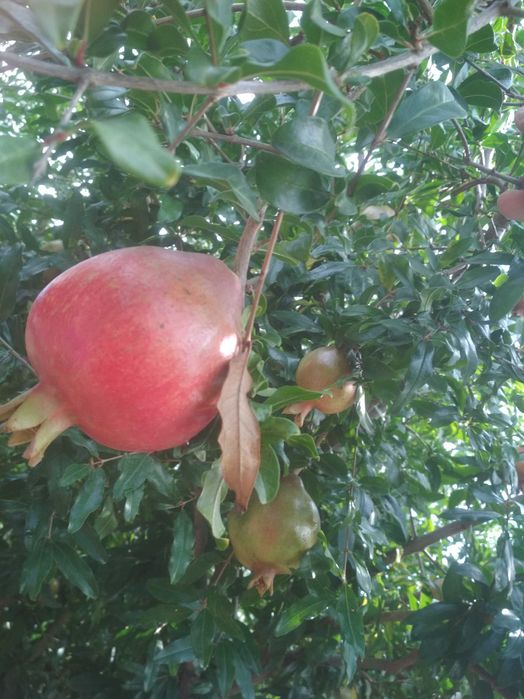 Саженцы граната, крупный плод, кисло-сладкий