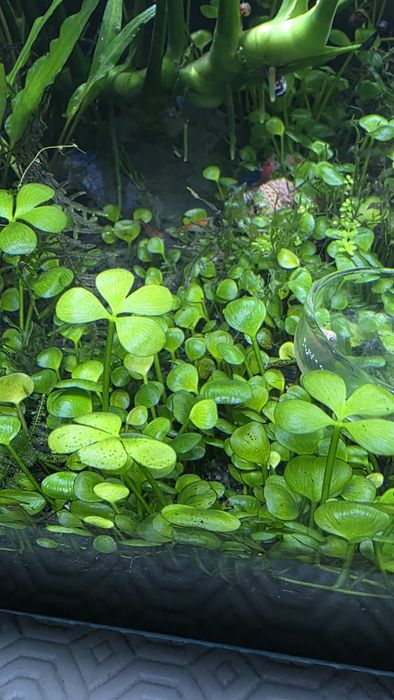 Marsilea Hirsuta roślina trawnik