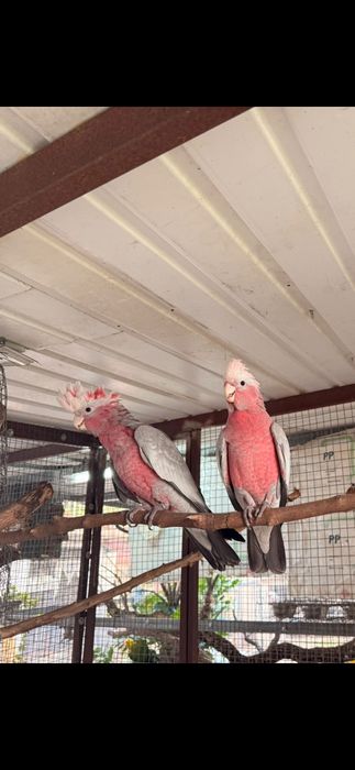 Casal catatuas galah 2026
