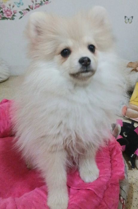 Szpic miniaturowy dziewczynka Emi