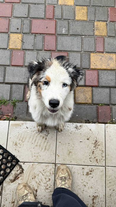 Австралійська вівчарка — мармуровий красень з гетерохромією!