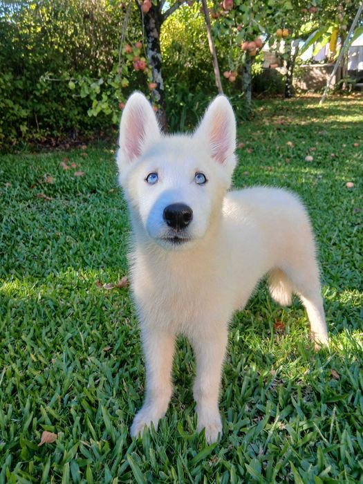 Husky Siberiano Macho
