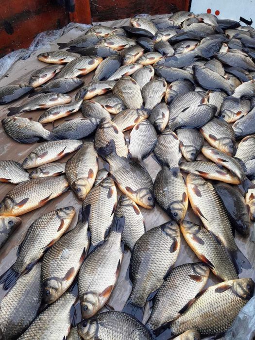 Karp kroczek, zarybieniowy, narybek i inne