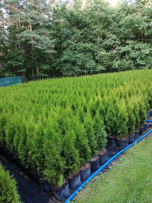Tuja Thuja Szmaragd 5L/ 90-100 cm!!