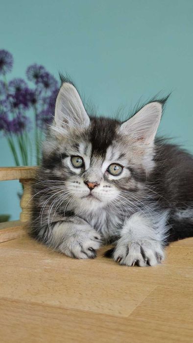 Мейн-кун дівчинка Вероніка