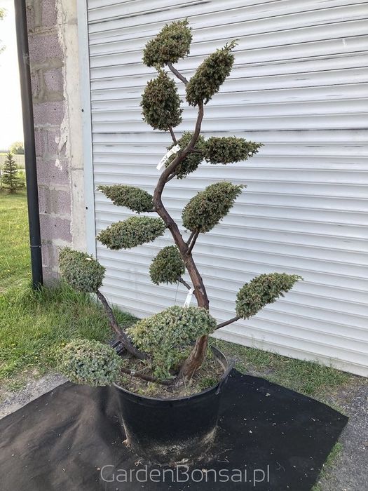 OZDOBA- Bonsai z jałowca chińskiego 'BLUE ALPS' - 170 cm