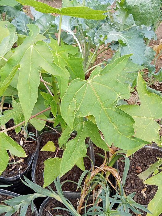 Papaiaa plantas exterior
