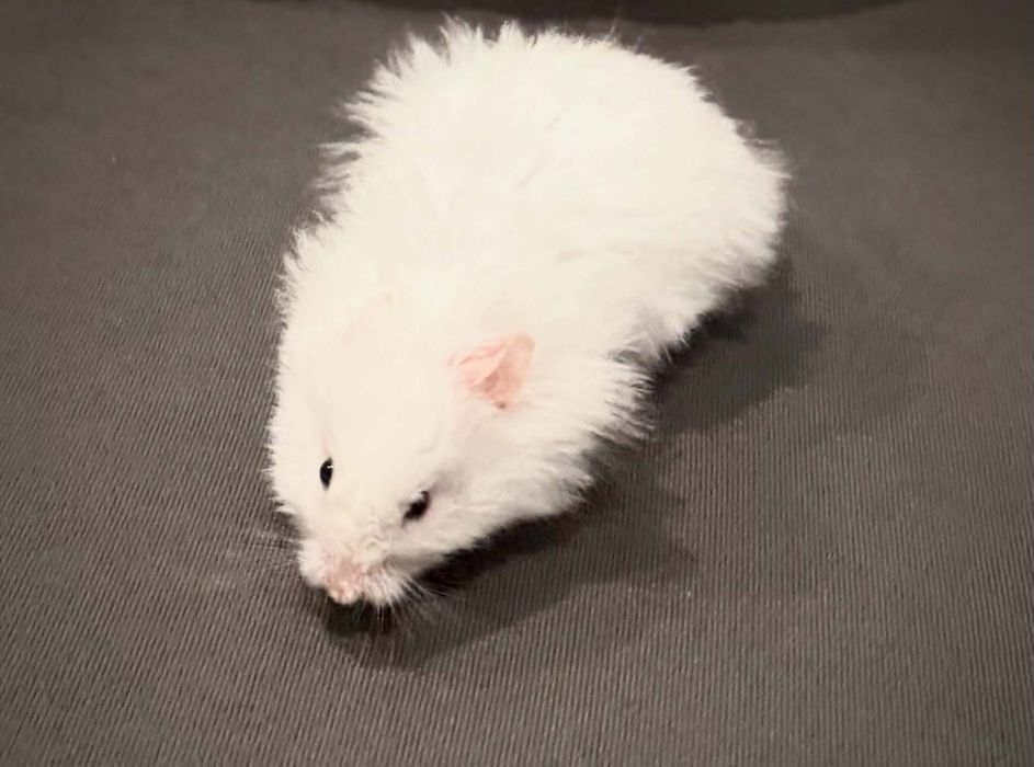 Chomik syryjski angora samiec