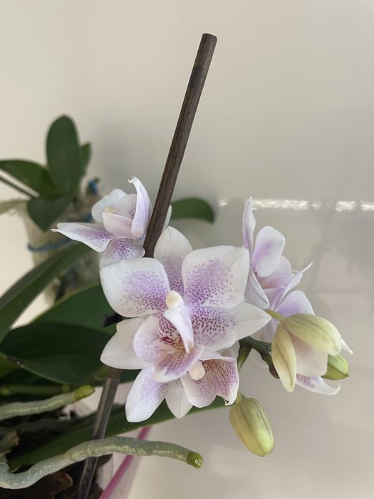 Soga Bianca сортова орхідея з 2 дітками