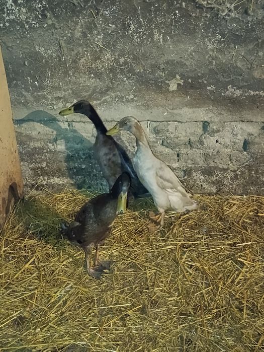 Biegus indyjski kaczki i kaczory