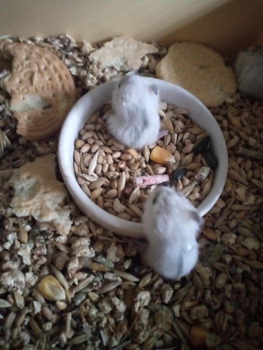 Хомячки Кременчуг