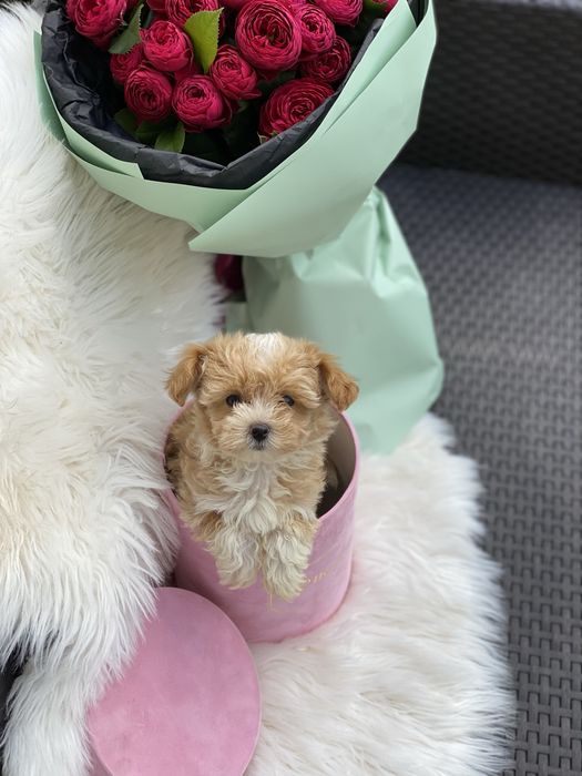 Хлопчик і дівчинка мальтипу