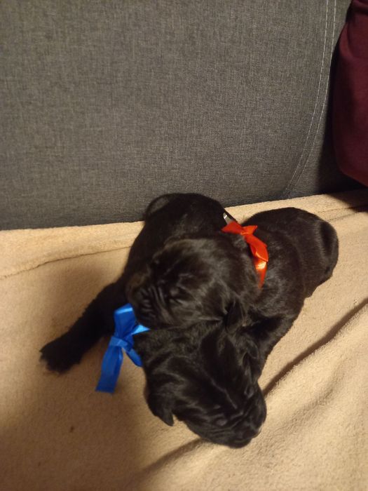 Щенки Кане-корсо