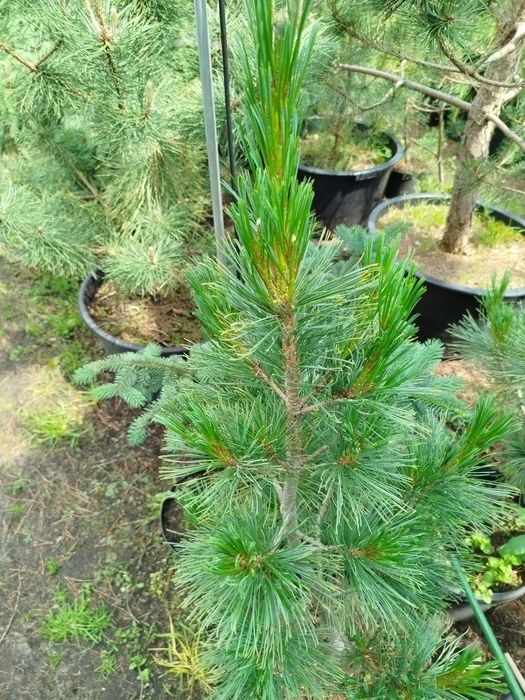 Drzewka ozdobne (iglaki) -świerki,sosny,modrzewie