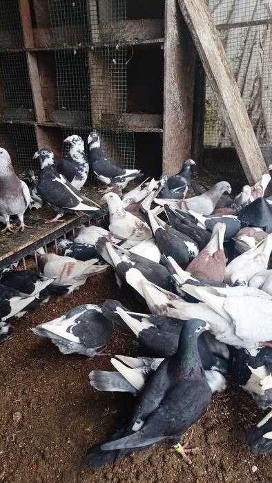 Staropolskie  młode i starsze