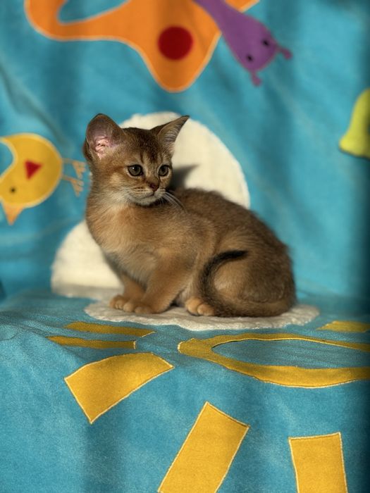 Абі хлопчик чекає на люблячу родину