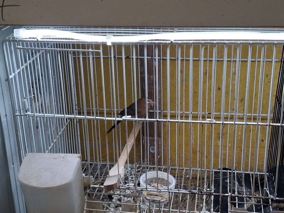 Casal granatinas purpuras