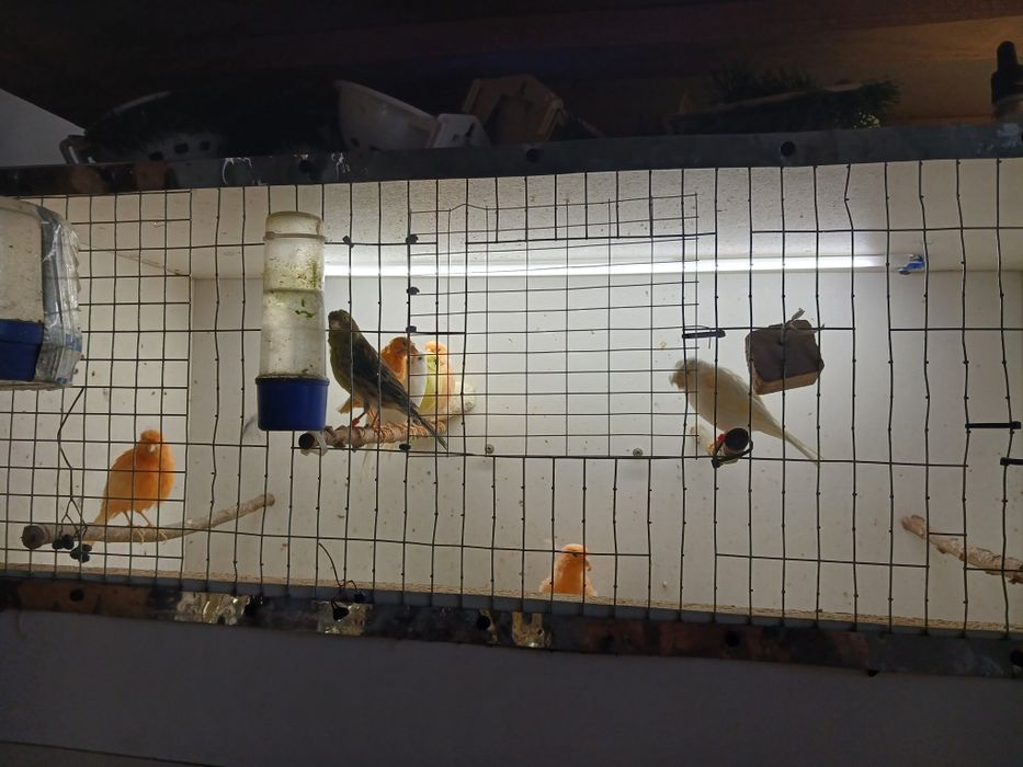 Клітки для канарок.