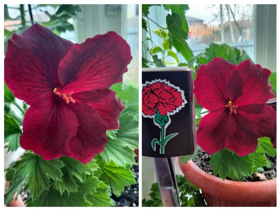 Пеларгония королевская