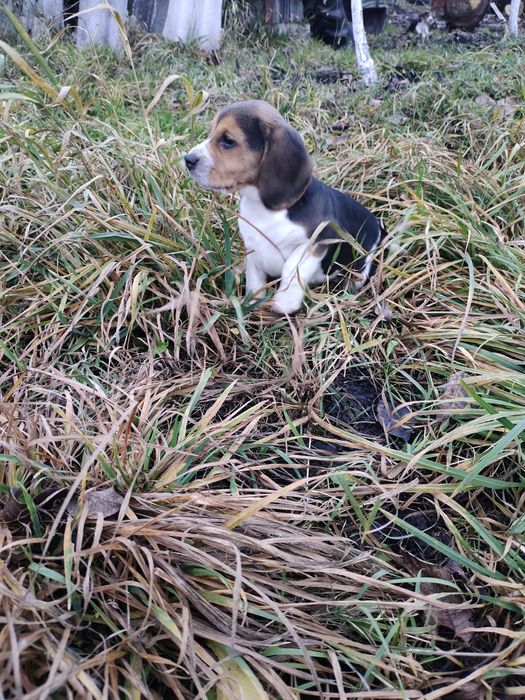 Продам щенків бігля.