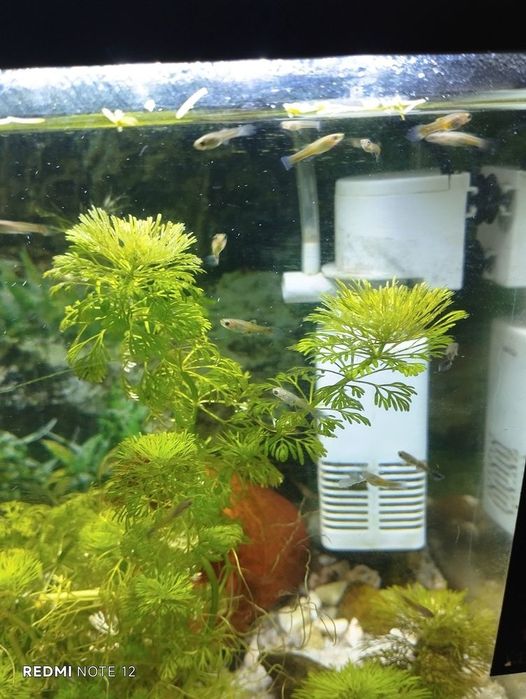 Guppies júniores
